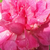 Pink - Miniature rose - Bajor Gizi